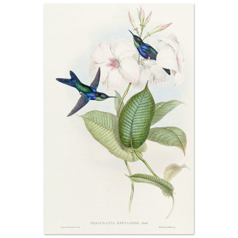 Hummingbirds by John Gould XIX century . A Monograph of the Trochilidae. 004848