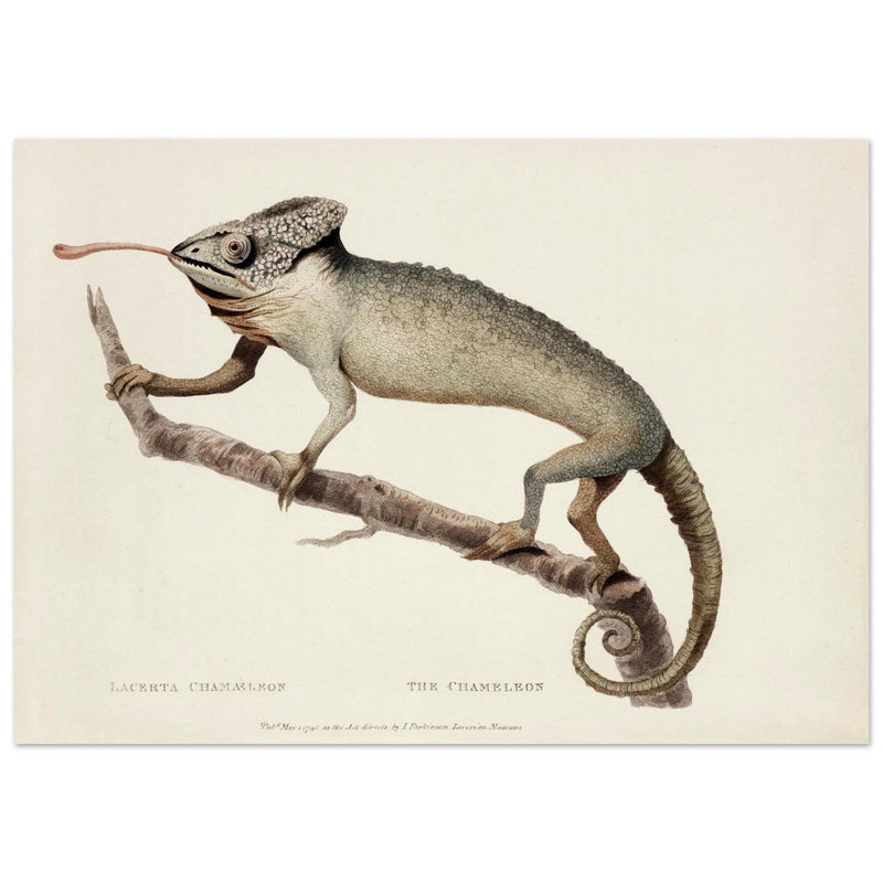 The Chameleon. Lacerta Chameleon by George Shaw 1792. Poster reproduction of an old historic illustration..