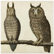 Scops Owl and Long-eared Owl vintage illustration.