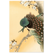 Peacock in cherry tree by Ohara Koson.