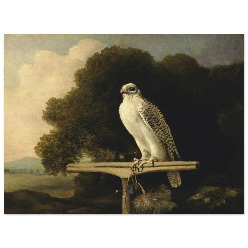 Greenland Falcon old oil paint  by George Stubbs.