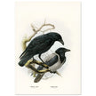 Carrion and hooded crows. Vintage bird print.   XIX beautiful illustration of european birds collection.
