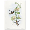Hummingbirds  by John Gould XIX century . A Monograph of the Trochilidae. 4937