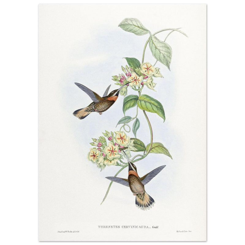 Hummingbirds  by John Gould XIX century . A Monograph of the Trochilidae. 4937