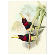 Art print of two vintage red toucans by John Gould XIX Century. Antique bird painting