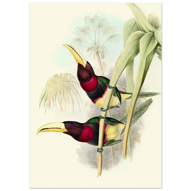 Art print of two vintage red toucans by John Gould XIX Century. Antique bird painting