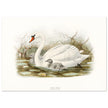 Mute swan . Vintage bird print .   XIX beautiful illustration of european birds collection.