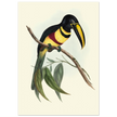 Toucan by John Gould XIX Century. Antique bird illustration