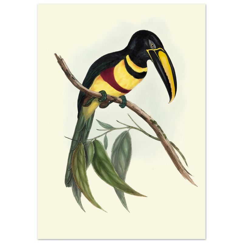 Toucan by John Gould XIX Century. Antique bird illustration