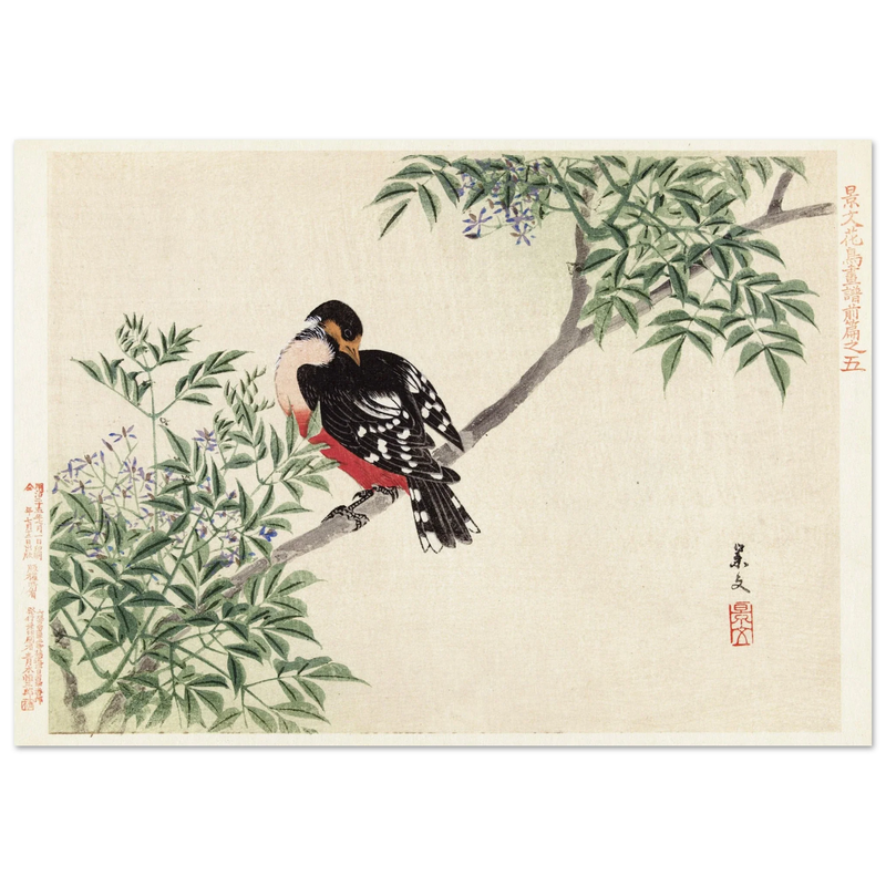 Black-red bird by Matsumura Keibun, 1892.
