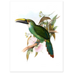 Art print / canvas of vintage green toucan by John Gould XIX Century. Antique bird painting