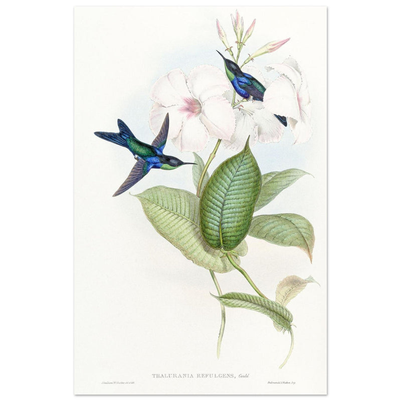 Hummingbirds by John Gould XIX century . A Monograph of the Trochilidae. 004848