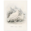 Willow and Rock Ptarmigan birds. Vintage bird print.   XIX beautiful illustration of european birds collection.
