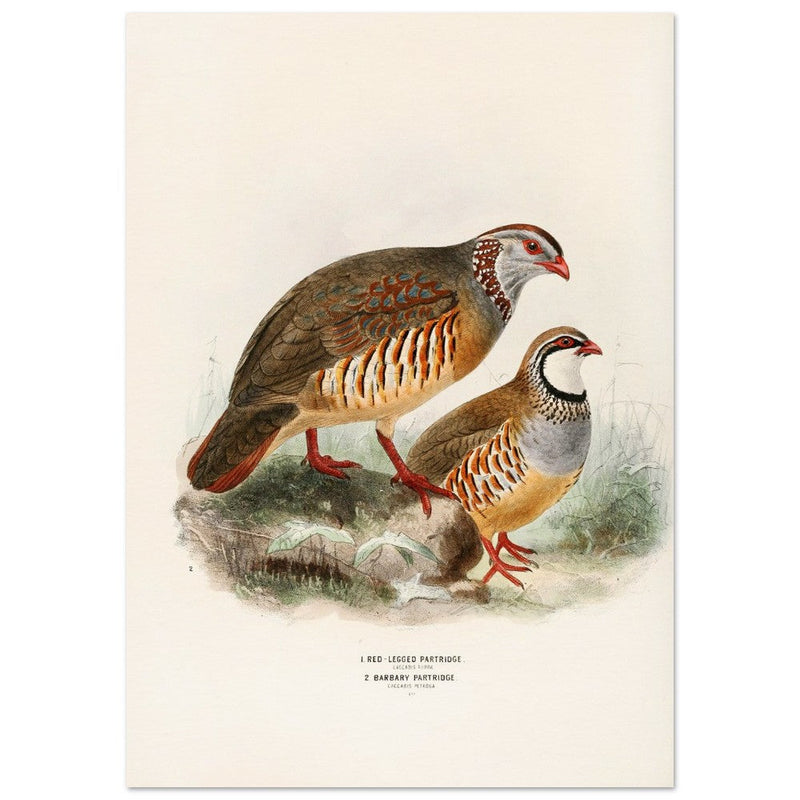 Red legged and barbary partdridges. Vintage bird print.   XIX beautiful illustration of european birds collection.