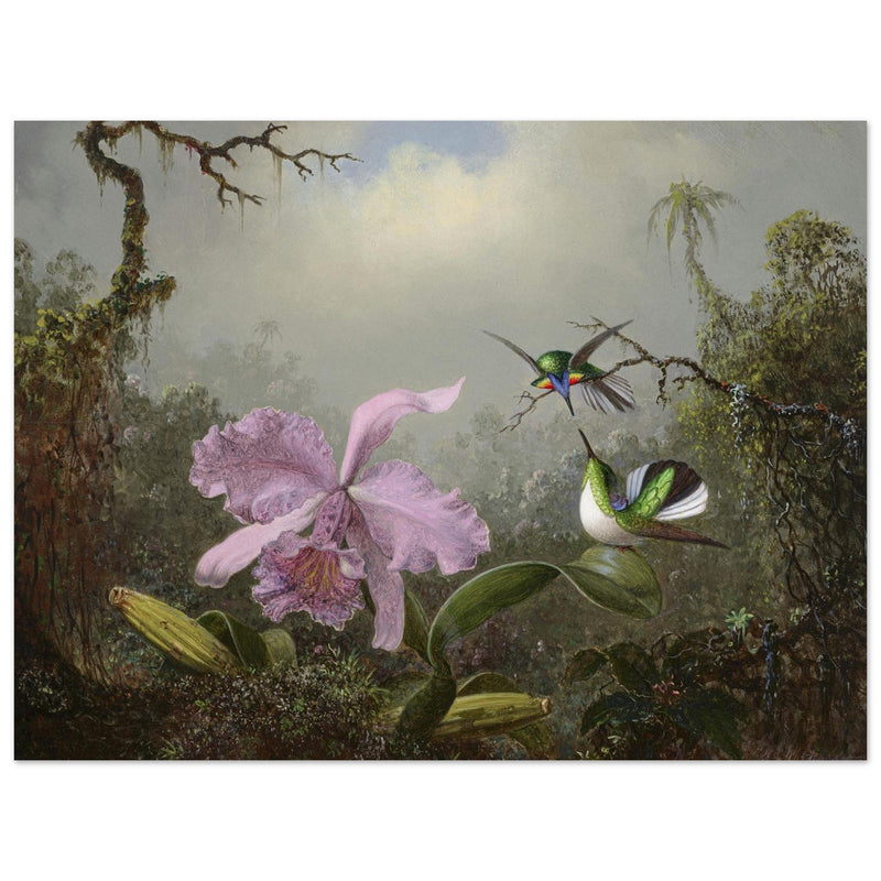 Cattleya Orchid with Two Brazilian Hummingbirds by Martin Johnson Heade