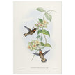 Hummingbirds  by John Gould XIX century . A Monograph of the Trochilidae. 4937