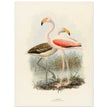 Flamingoes . Vintage bird print .   XIX beautiful illustration of european birds collection.