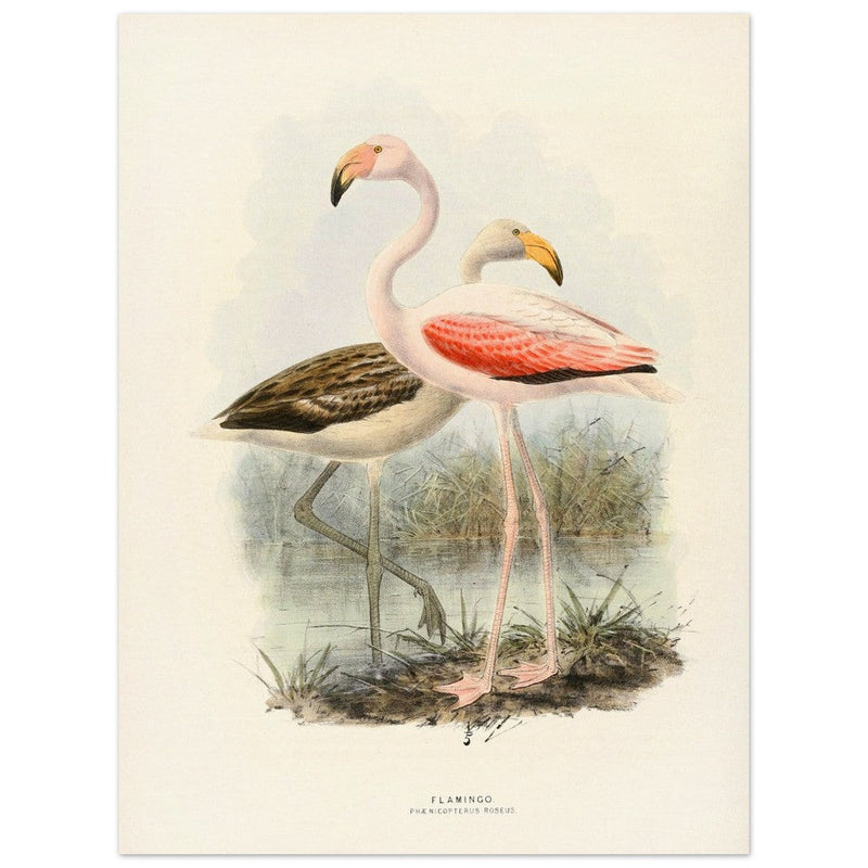 Flamingoes . Vintage bird print .   XIX beautiful illustration of european birds collection.