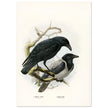 Carrion and hooded crows. Vintage bird print.   XIX beautiful illustration of european birds collection.