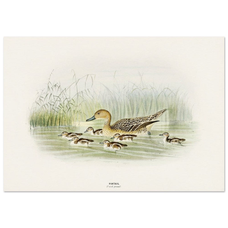 Pintail duck with duclings . Vintage bird print .   XIX beautiful illustration of european birds collection.