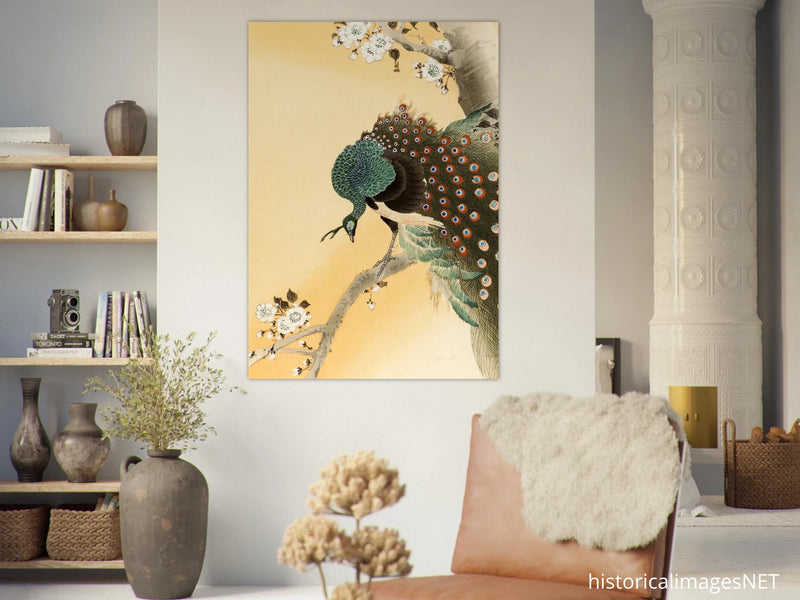 Peacock in cherry tree by Ohara Koson.
