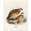 Red legged and barbary partdridges. Vintage bird print.   XIX beautiful illustration of european birds collection.