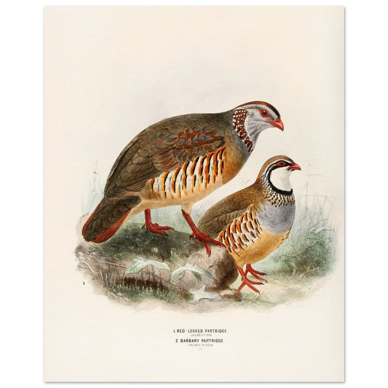 Red legged and barbary partdridges. Vintage bird print.   XIX beautiful illustration of european birds collection.