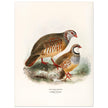 Red legged and barbary partdridges. Vintage bird print.   XIX beautiful illustration of european birds collection.