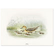 Pintail duck with duclings . Vintage bird print .   XIX beautiful illustration of european birds collection.