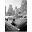 Cat sitting on vintage car. Skyscrapers in New York City. Black and white photo by Angelo Rizzuto