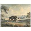 The Spanish Pointer watercolor painting by John Buckler after George Stubbs.