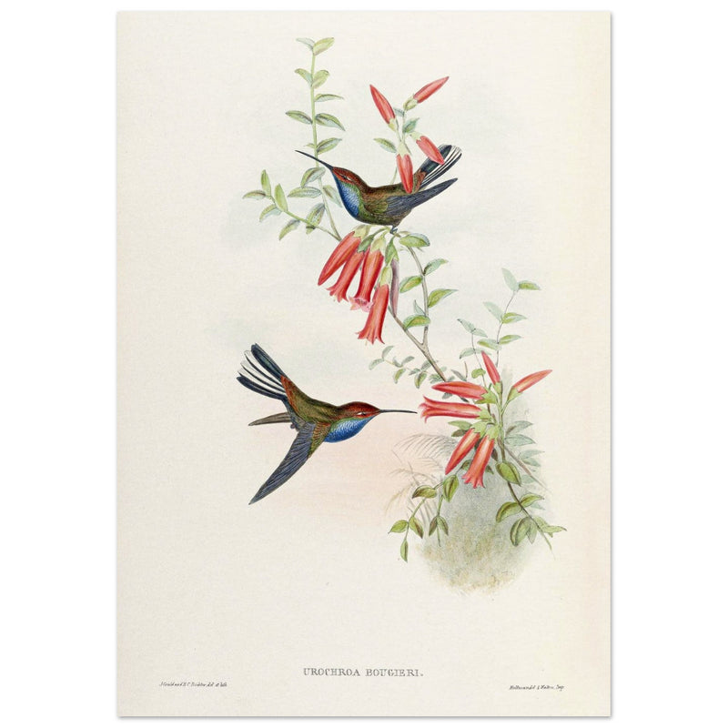 Hummingbirds  by John Gould XIX century . A Monograph of the Trochilidae.