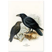 Raven and brown necked raven birds. Vintage bird print.   XIX beautiful illustration of european birds collection.