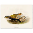 Black bellied sandgrouse birds. Vintage bird print.   XIX beautiful illustration of european birds collection.