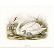Mute swan . Vintage bird print .   XIX beautiful illustration of european birds collection.