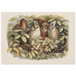 Richard Doyle illustration for Fairyland book. Elves and owls