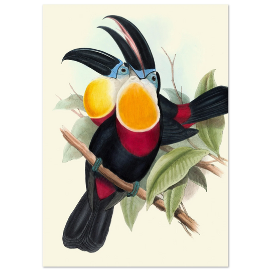 Art print of vintage colorful toucans by John Gould XIX Century. Antique bird painting poster