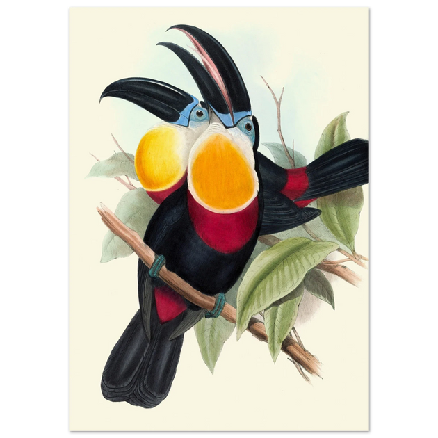 Art print of vintage colorful toucans by John Gould XIX Century. Antique bird painting poster
