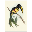 Toucan by John Gould XIX Century. Antique bird illustration