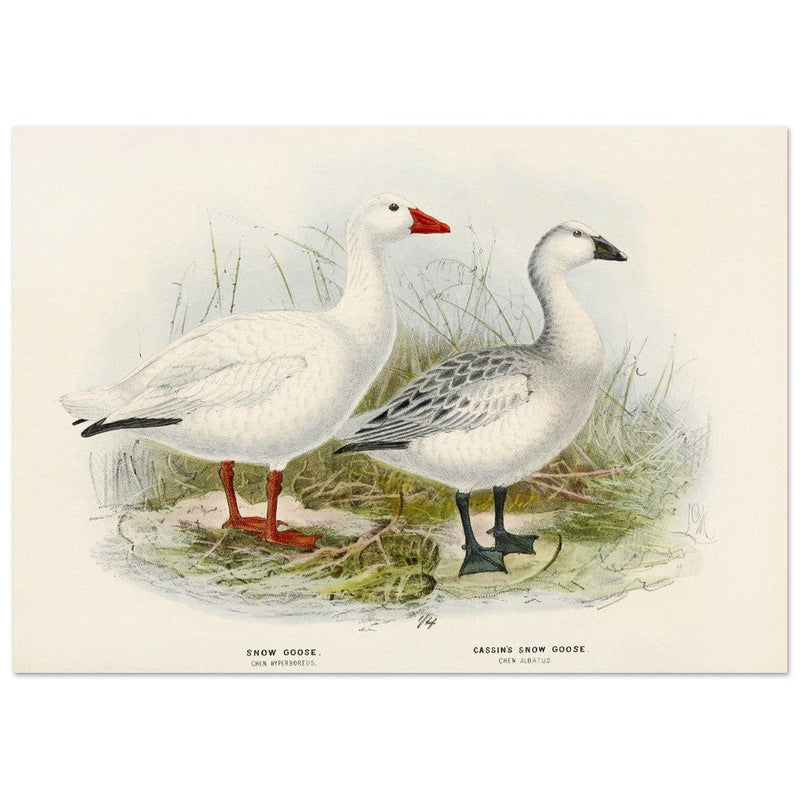 Snow goose. Vintage bird print .   XIX beautiful illustration of antique birds collection.