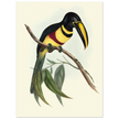 Toucan by John Gould XIX Century. Antique bird illustration