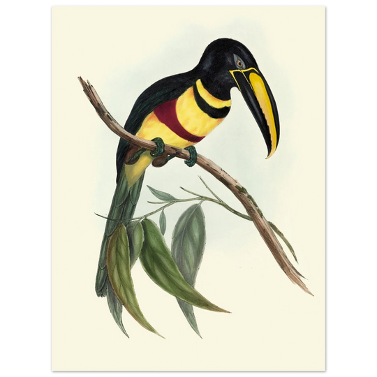 Toucan by John Gould XIX Century. Antique bird illustration