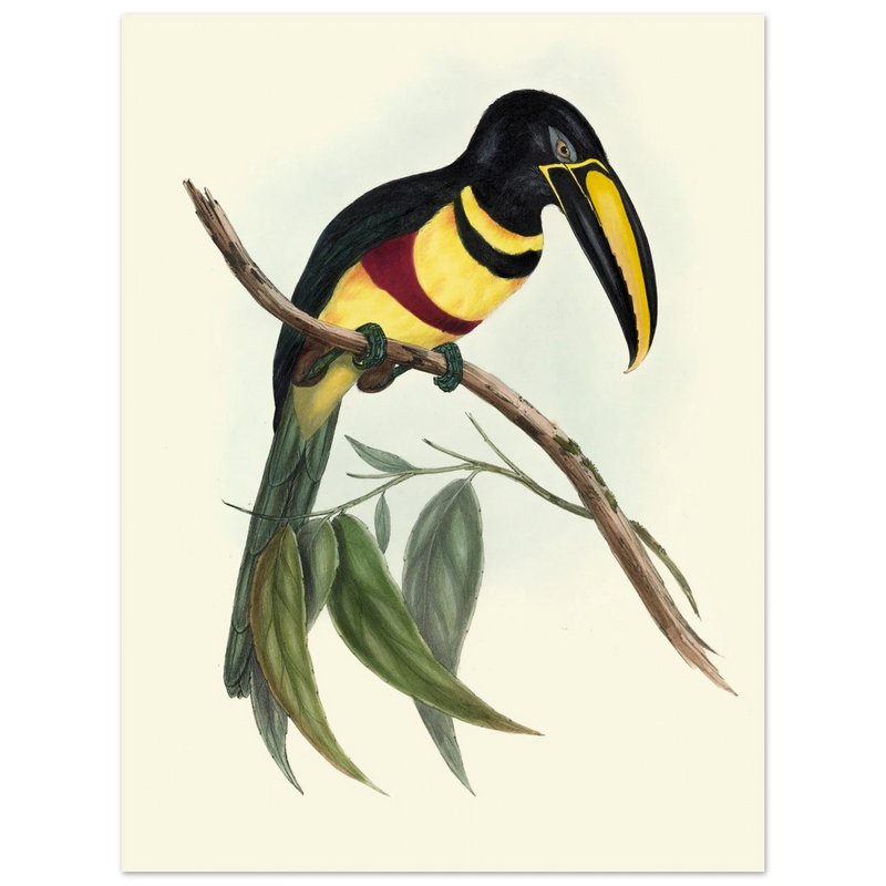 Toucan by John Gould XIX Century. Antique bird illustration