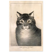 The Favorite Cat poster  Author: Nathaniel Currier 1838
