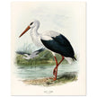 White stork. Vintage bird print .   XIX beautiful illustration of european birds collection.