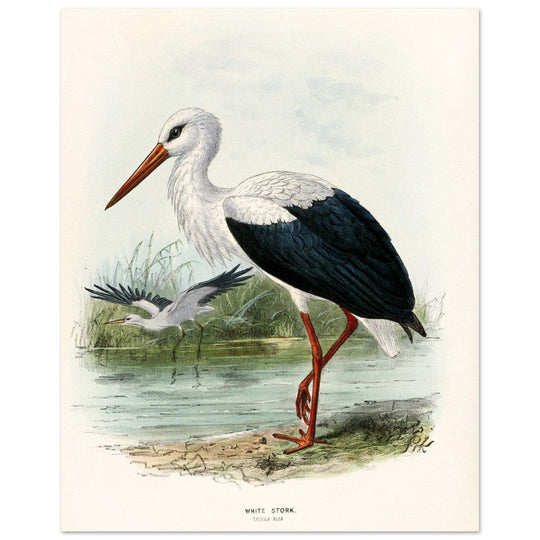 White stork. Vintage bird print .   XIX beautiful illustration of european birds collection.