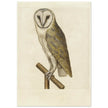 Barn owl anonymous author vintage illustration of the XVI century.