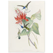 Hummingbirds  by John Gould XIX century . A Monograph of the Trochilidae.
