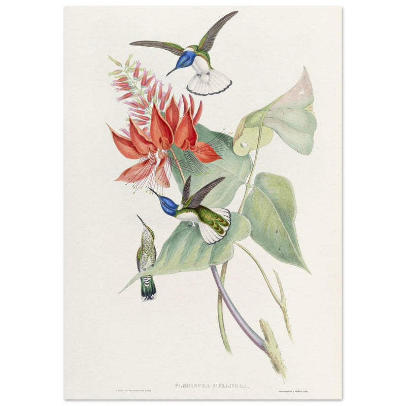 Hummingbirds  by John Gould XIX century . A Monograph of the Trochilidae.