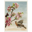 About Robins vintage cute bird illustration by Lady Lindsay